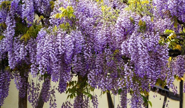 Pergola – skvělé řešení horkých dnů.